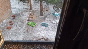 красавица белочка