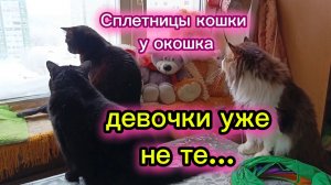 КОШКИ С ОЗВУЧКОЙ.