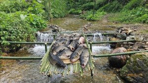 Сколько рыбы можно поймать используя бамбук. Рыбалка с Анной.
