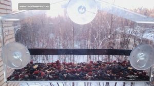 Птицы в окне