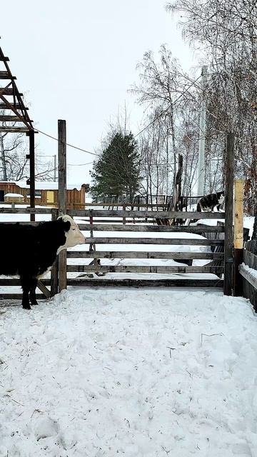Фермерский микроклимат. Мои животные любят друг друга. Даже странно иногда! 😄❤️🧠🐐