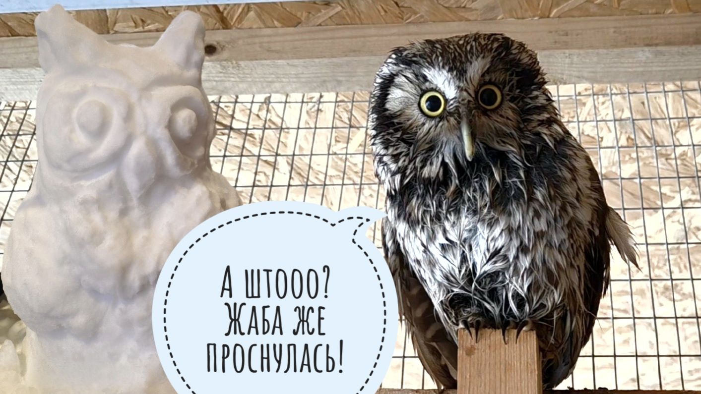 Жаба Наська проснулась! Сова Кроша открыла купальный сезон. А как вы ждёте весну? смотреть онлайн