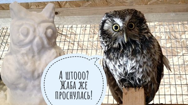 Жаба Наська проснулась! Сова Кроша открыла купальный сезон. А как вы ждёте весну?