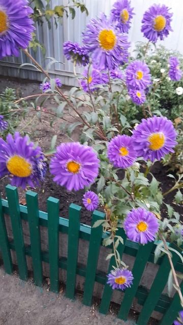 Последний кустик астры. смотреть онлайн