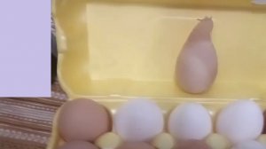 Чудо-яйцо снесла наша курочка