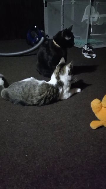 ДРАКА КОШЕК!!!