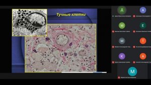 Лекция: опорно-трофические ткани. Первый курс