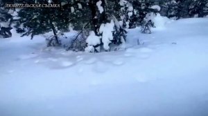 В Тверской области изучают плотность популяции кабанов