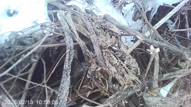 Наша компостная куча №1 зимой