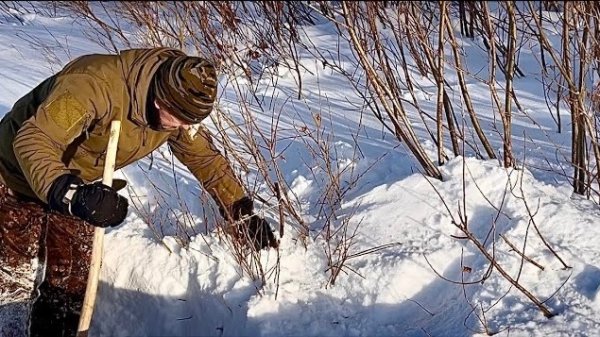 Дедовская ловушка сработала. Есть добыча! Волки вновь подошли к деревне.