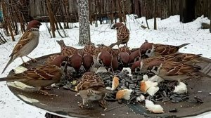 На моей кормушке гости