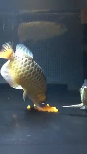 Уникальная рыба Аравана! Что за чудо света вообще?