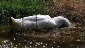 Правдивая Ольга. Самвел Адамян специально добивает троеродицу?