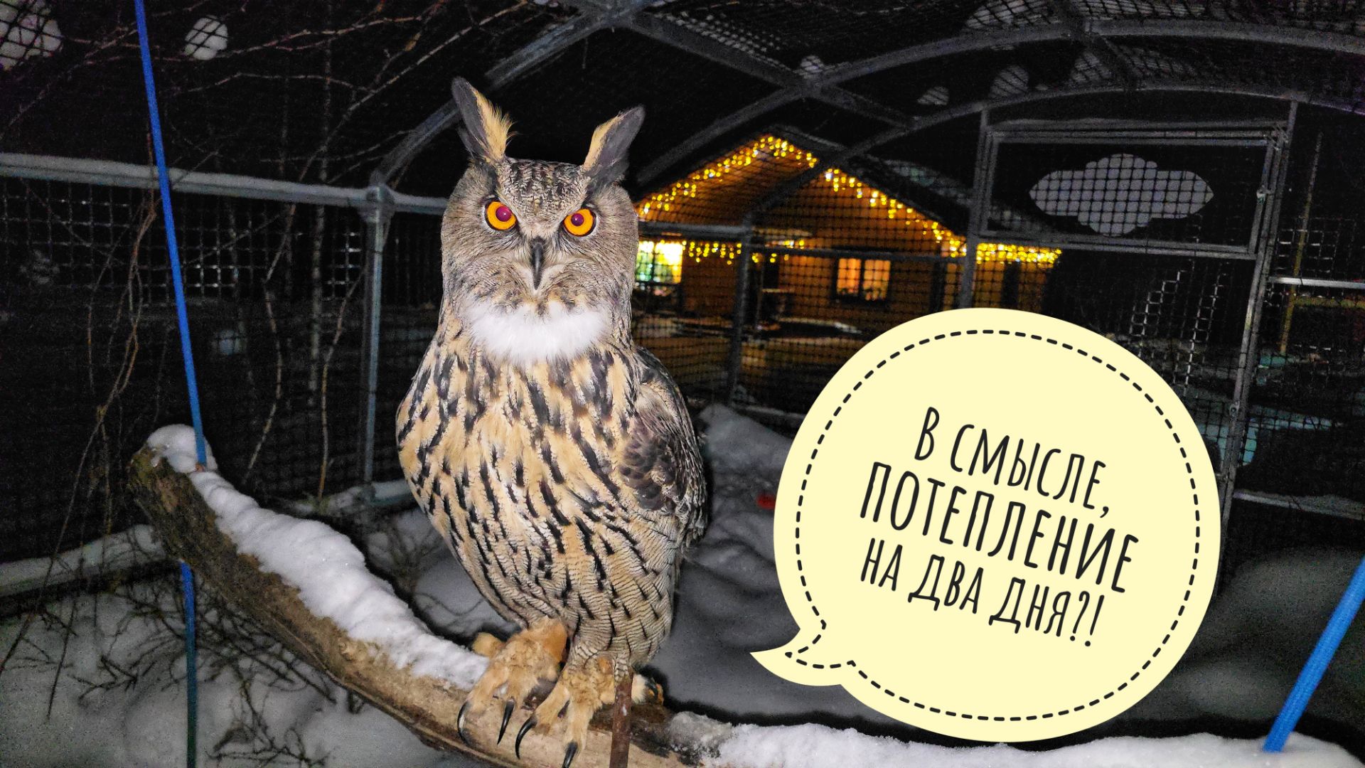 Сова филин Ёль почуяла весну! Что делают цветочные совы, когда на них никто не смотрит? смотреть онлайн