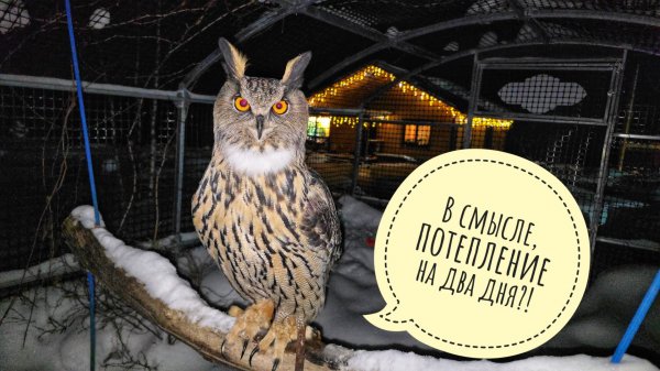 Сова филин Ёль почуяла весну! Что делают цветочные совы, когда на них никто не смотрит?