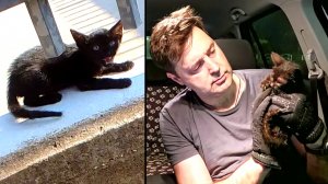 Я подумал, что это крыса… А это был котёнок. История Мэри