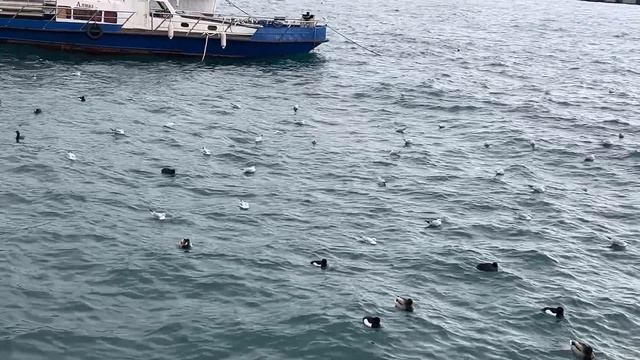 Ялта. И в пасмурную погоду, море- прекрасно! Прогулка по набережной им.В.И.Ленина. 12.02.2026. Крым смотреть онлайн