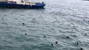 Ялта. И в пасмурную погоду, море- прекрасно! Прогулка по набережной им.В.И.Ленина.  12.02.2026. Крым