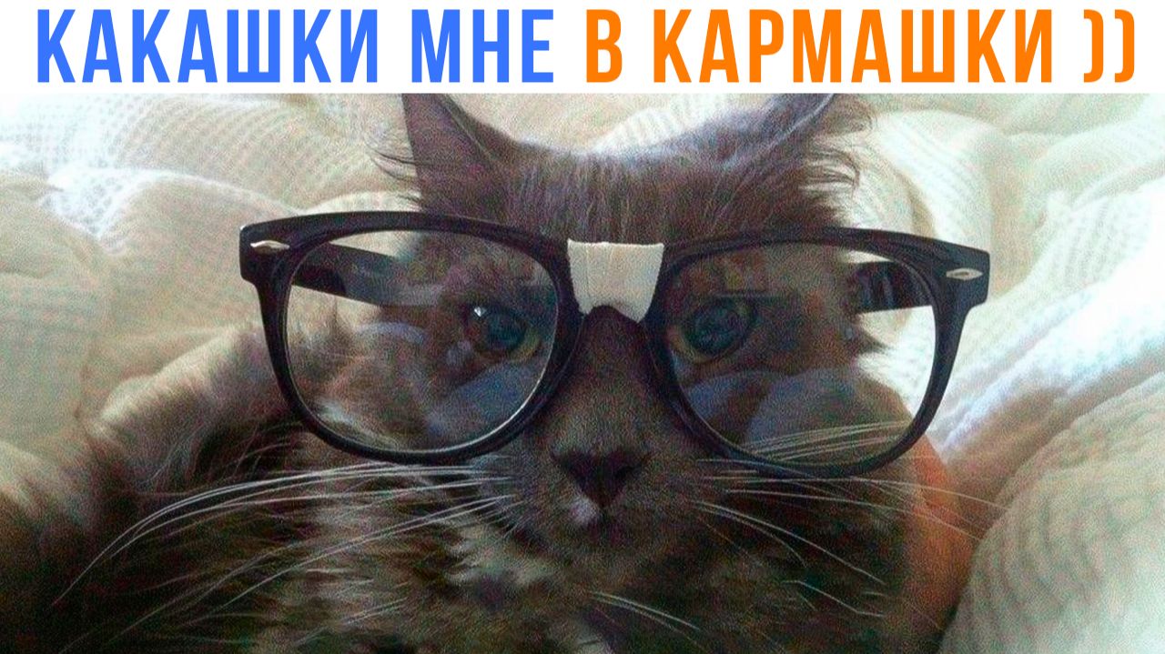 МУДРЫЙ КОТ ))) Приколы с котами | Мемозг 1718 смотреть онлайн