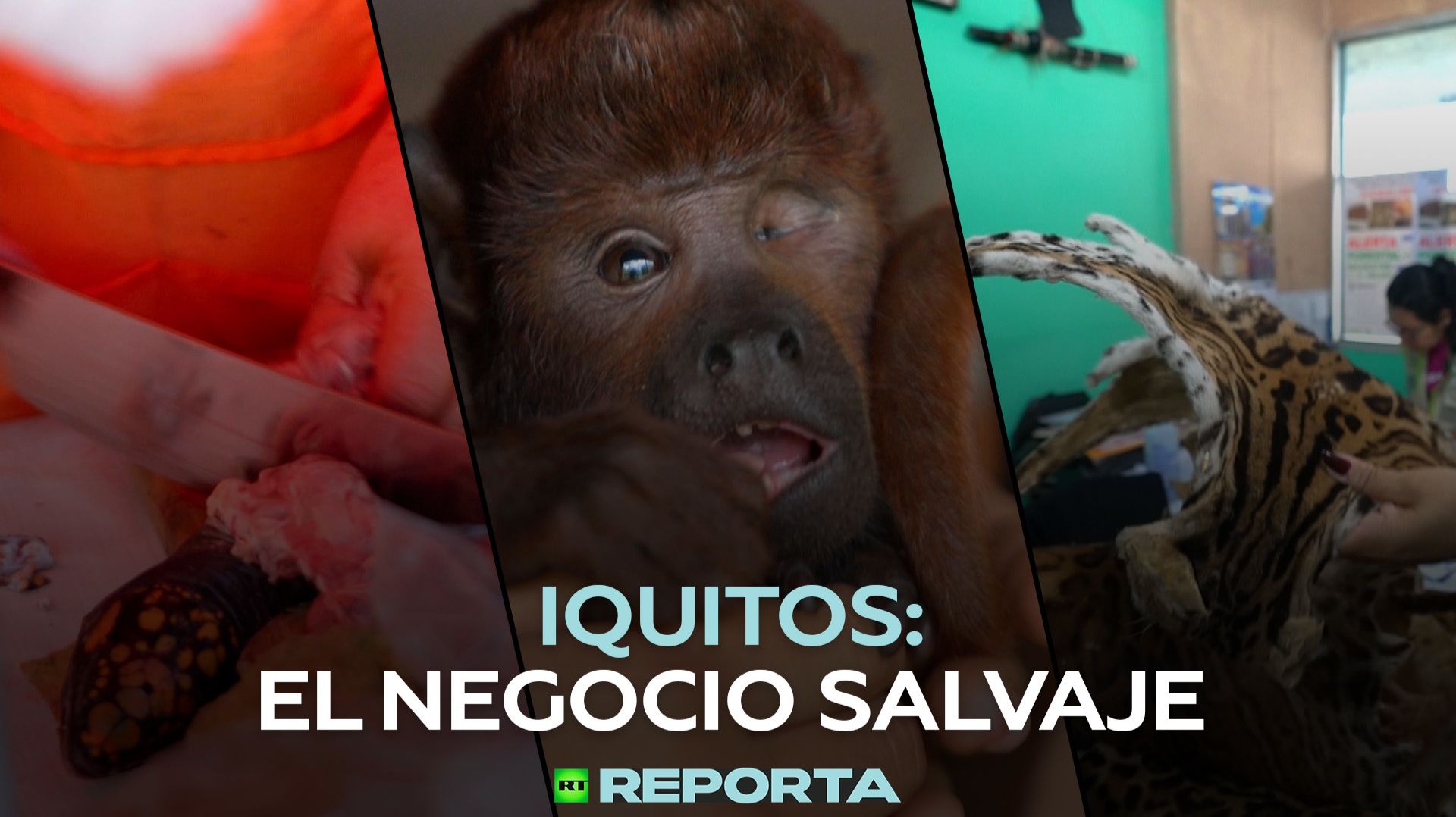 Iquitos: el negocio salvaje смотреть онлайн