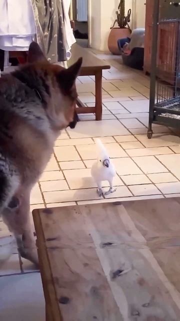 Parrot Barks Like a Dog Meme смотреть онлайн