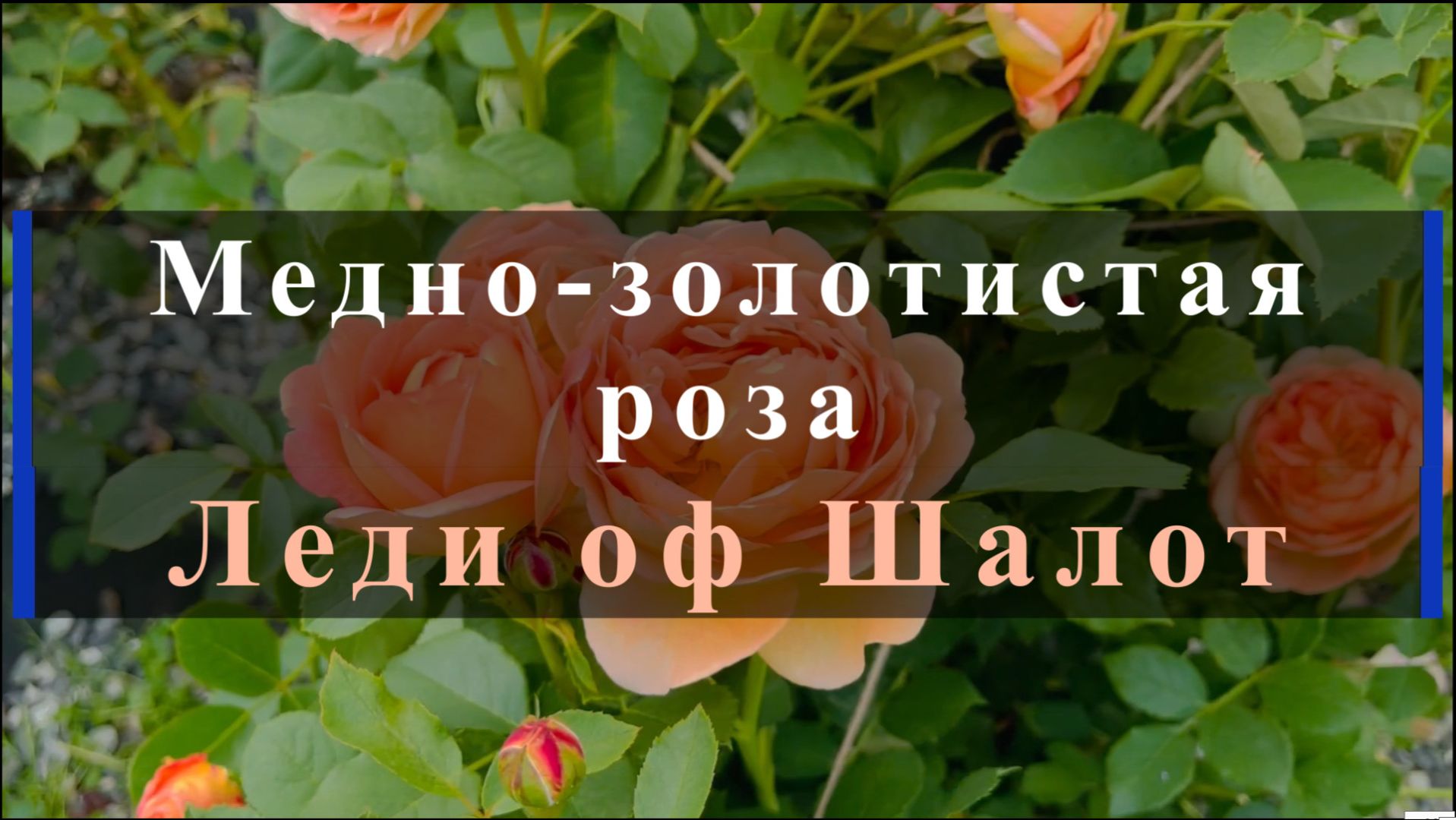 Медно-золотистаяроза Леди оф Шалот