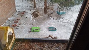 ранние белки.Карта на корм зверятам 2202 2062 6013 7323