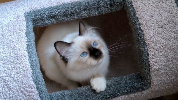 Иветти - маленькая Ева (Иветти Диамант Блю) - апрель 2025