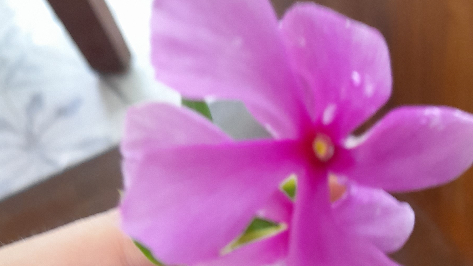 играю в две игры в Roblox