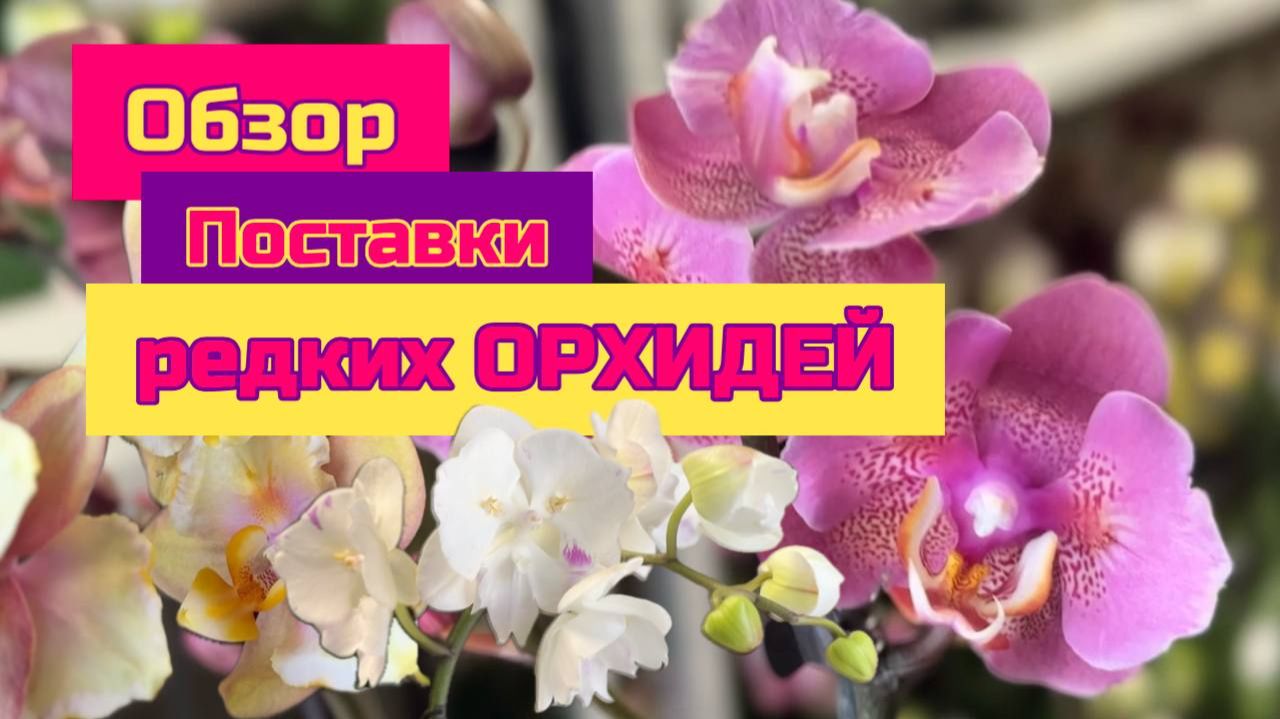 Обзор поставки редких орхидей фаленопсис Санкт-Петербург орхомир . Бабочки, пелорики, трилипсы смотреть онлайн