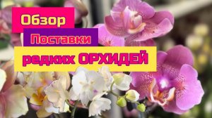 Обзор поставки редких орхидей фаленопсис Санкт-Петербург орхомир . Бабочки, пелорики, трилипсы