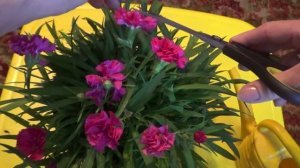 2246.  О гвоздике садовой, уход,размножение.