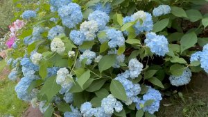 Август в Саду 2 августа 2025 часть 2