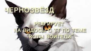 Чернозвёзд реагирует на видосы с ТТ по теме "Коты Воители"