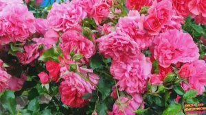 Плетистая роза Розариум Ютерсен