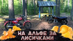 АЛЬФА ИЗ ПОД ШКОЛЬНИКОВ ПОСЛЕДНИЙ АККОРД