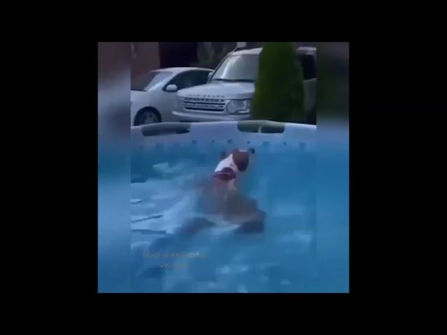 Смешные собаки июль 2024