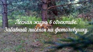 Забавный лисенок на фотоловушку.