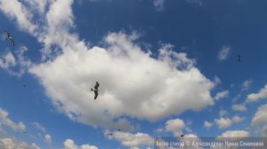 Очень нужно быть кому-то нужным. Автор стихов © Александрова Ирина Семеновна