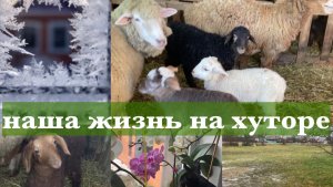 Адыгея/Жизнь на хуторе/Зимние качели/Он стал дороже/ Отара растет/ Переделка под навесом/