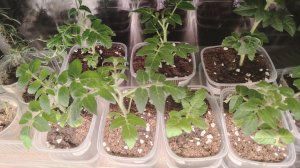 14 февраля 2026г. Обзор за неделю: пикировка перца, томатов, беда с петуниями...