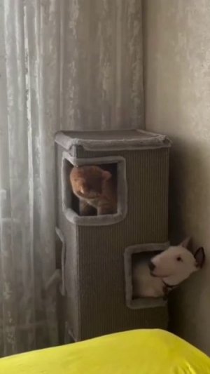 Когда ты младшенький в семье))