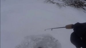 откусила поводок((((((