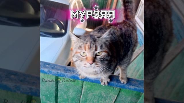 Май кэт. смотреть онлайн