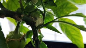 Огород на подоконнике. 14.02.2026 года