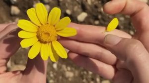 День всех влюблённых - ( Премьера песни, премьера видеоклипа 2026).