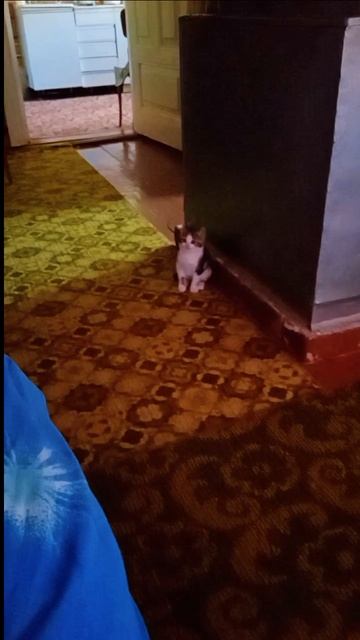 коты в детстве #cat