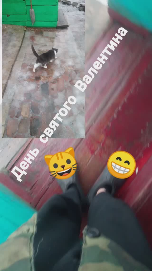 День святого Валентина кошка возвращается с работы домой гололёд