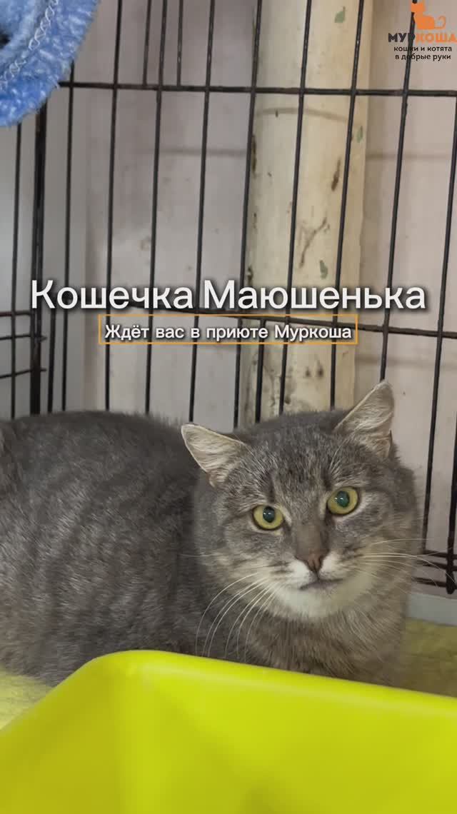 Маюшенька ждёт вас в приюте #Муркоша смотреть онлайн