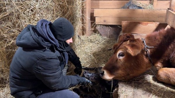 Кого родила корова? У нас пополнение! Строим дом в деревне. Делаем ремонт своими руками.